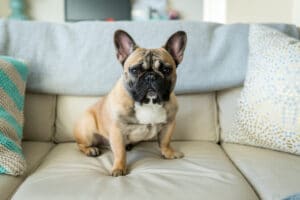 Do French Bulldogs Shed?