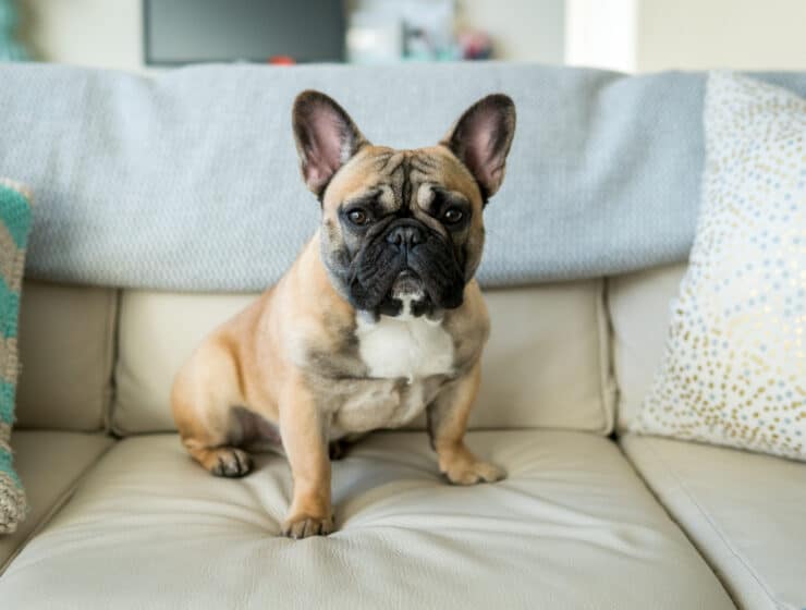 Do French Bulldogs Shed?