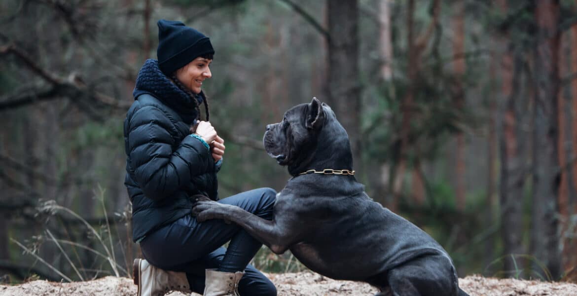 How Big Do Cane Corsos Get?