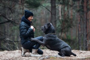 How Big Do Cane Corsos Get?