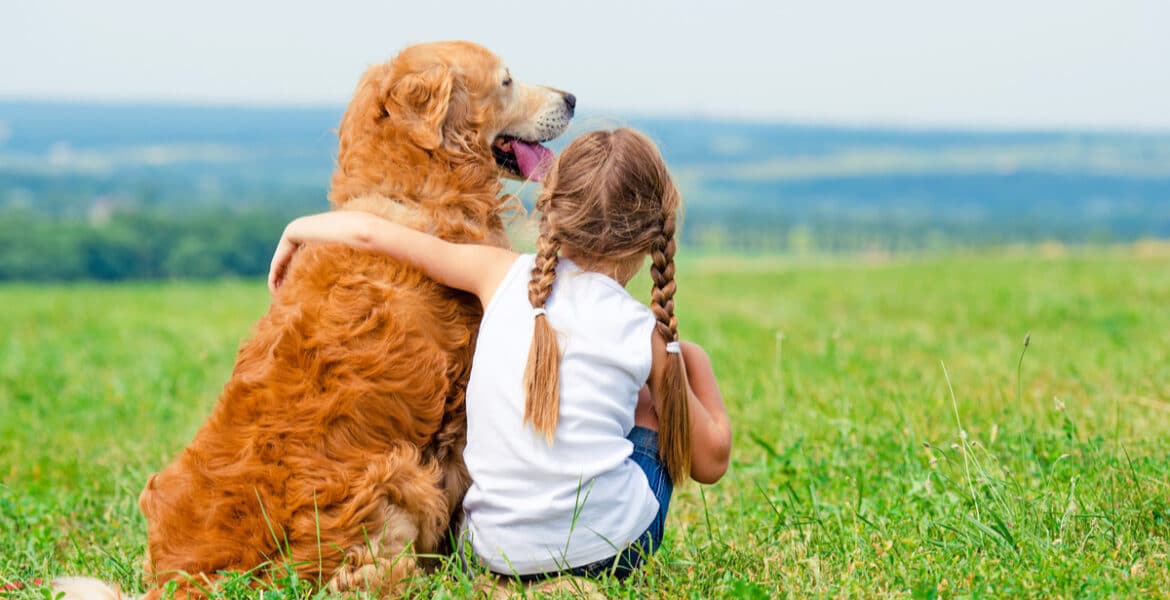 How Big Do Golden Retrievers Get?