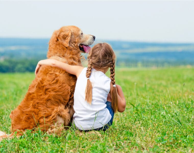 How Big Do Golden Retrievers Get?