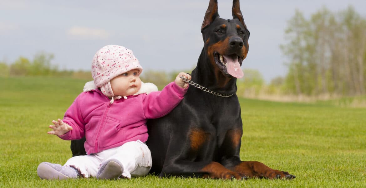 Are Dobermans Good With Kids?