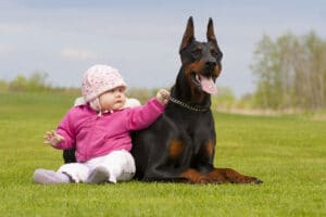 Are Dobermans Good With Kids?