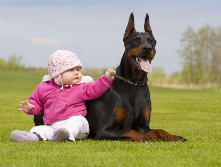 Are Dobermans Good With Kids?