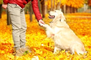 Are Golden Retrievers Easy To Train?