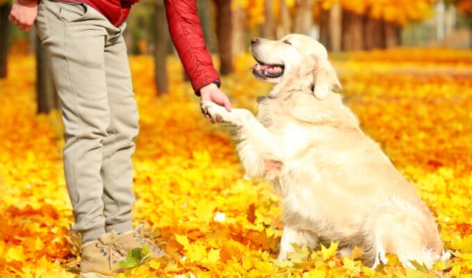 Are Golden Retrievers Easy To Train?