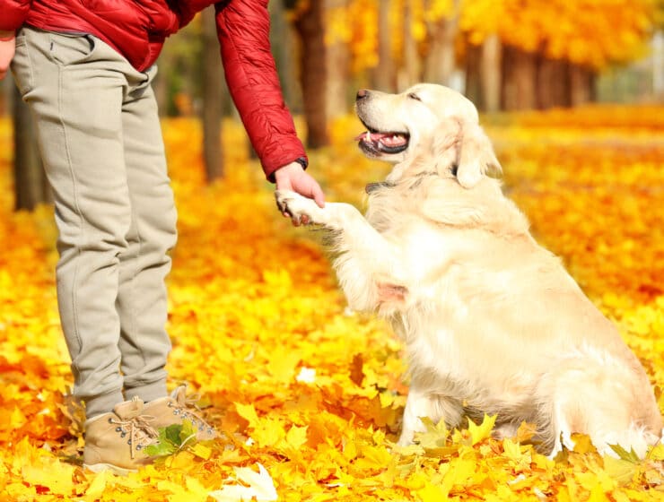 Are Golden Retrievers Easy To Train?