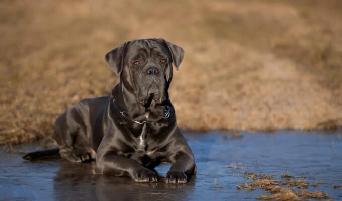 Are Cane Corsos Good With Kids?