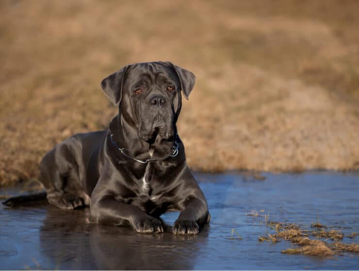 Are Cane Corsos Good With Kids?