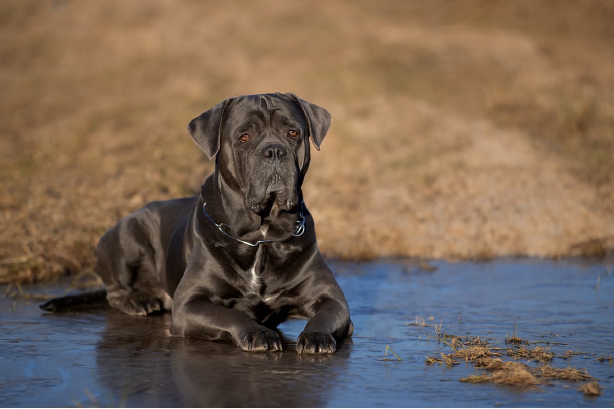 are cane corsos territorial