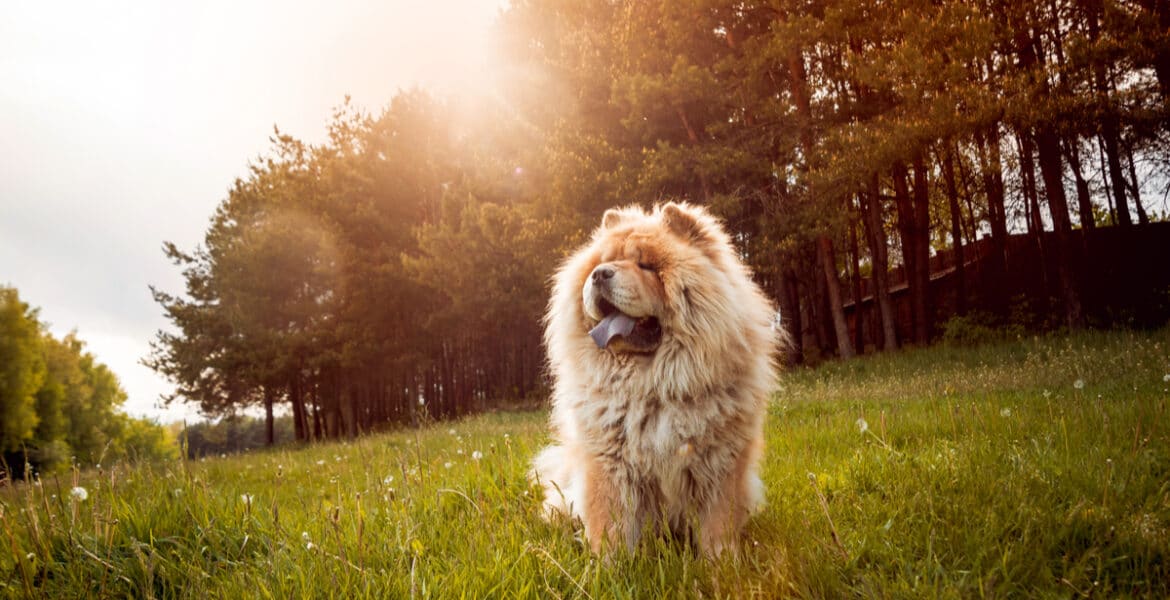 Are Chow Chows Aggressive?