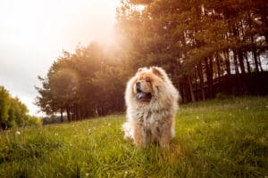 Are Chow Chows Aggressive?