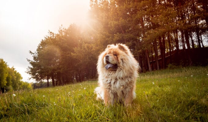 Are Chow Chows Aggressive?