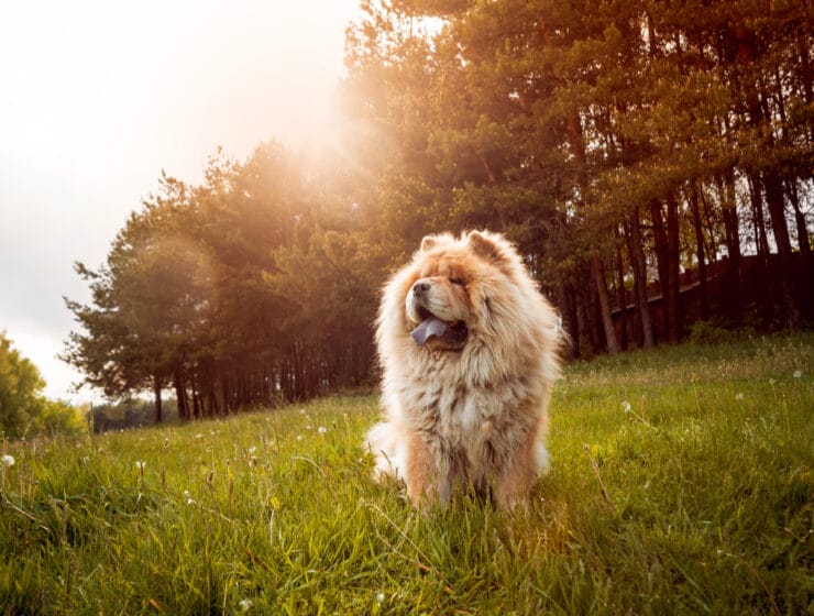 Are Chow Chows Aggressive?