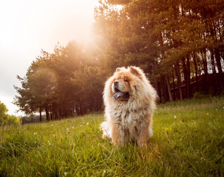 Are Chow Chows Aggressive?