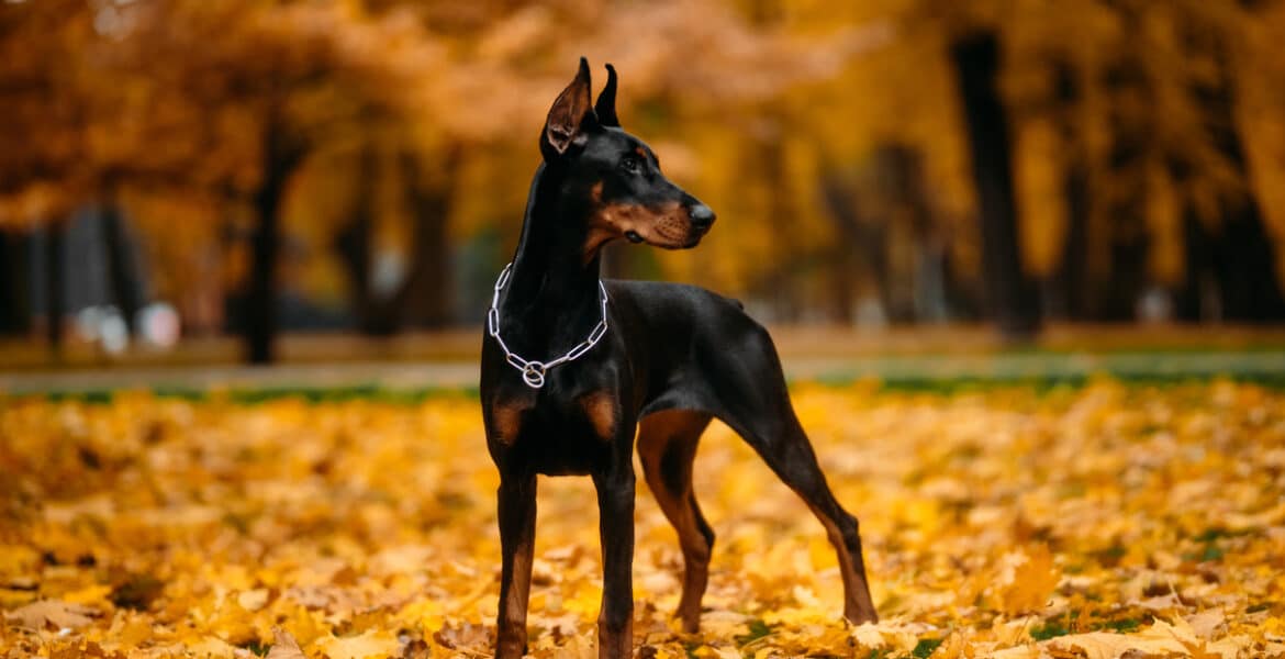 Are Dobermans Aggressive?