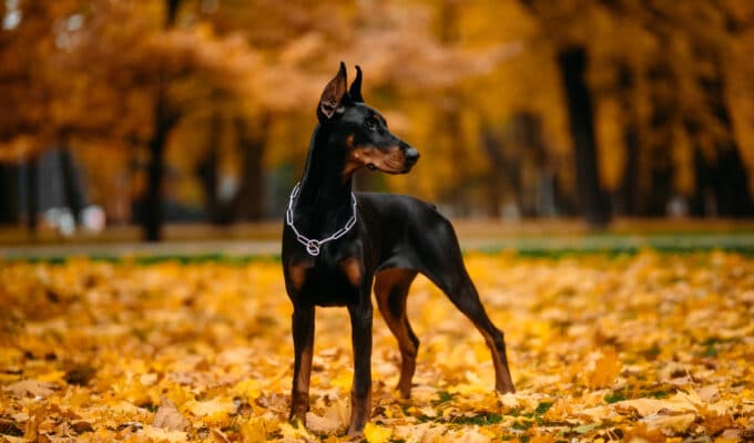 Are Dobermans Aggressive?