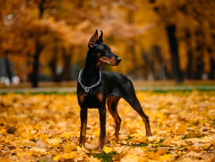 Are Dobermans Aggressive?