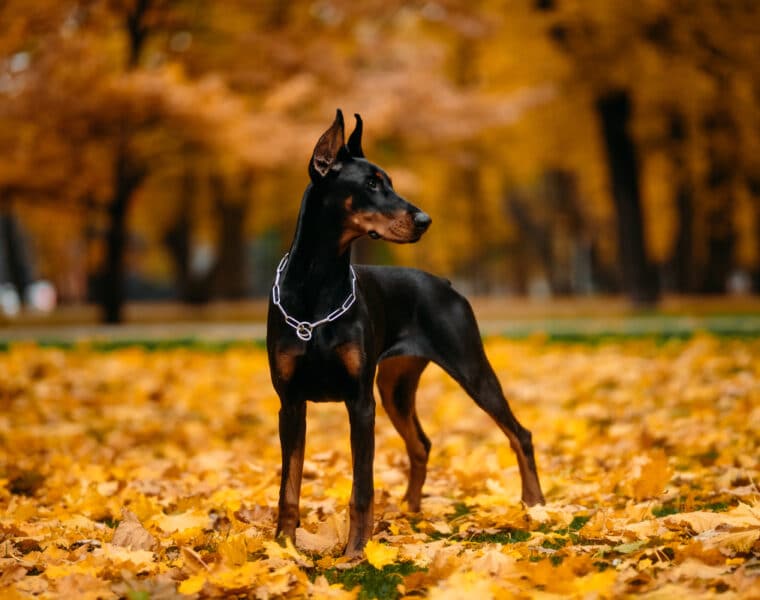 Are Dobermans Aggressive?