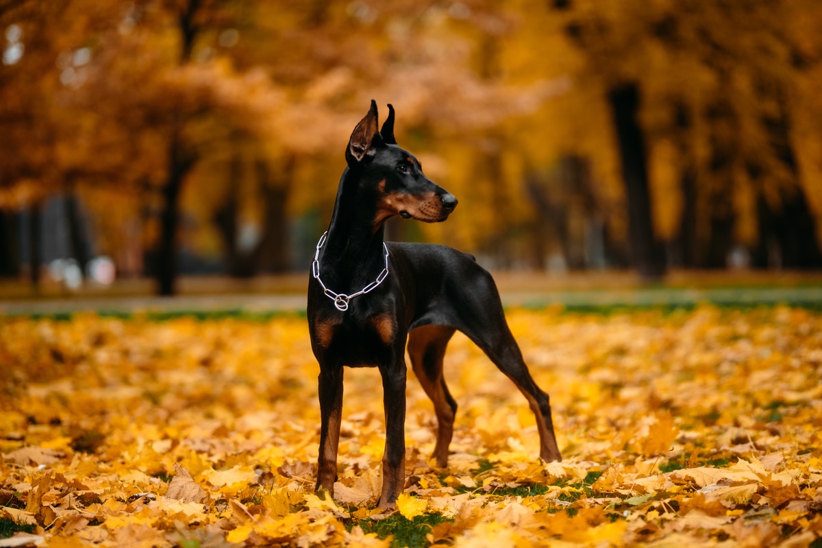 Doberman anxiety sales