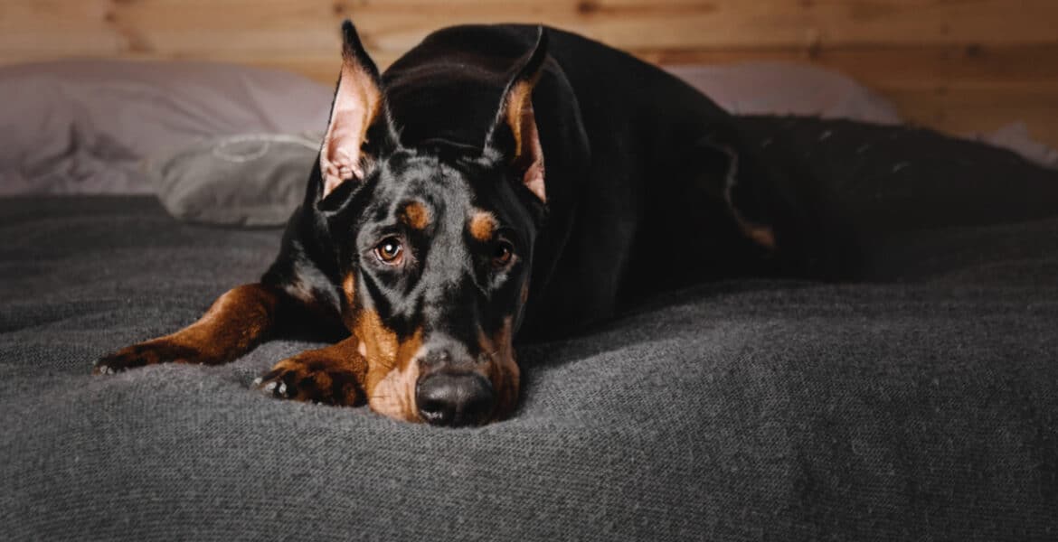 Can Dobermans Be Left Alone?