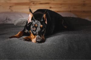 Can Dobermans Be Left Alone?