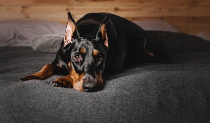 Can Dobermans Be Left Alone?