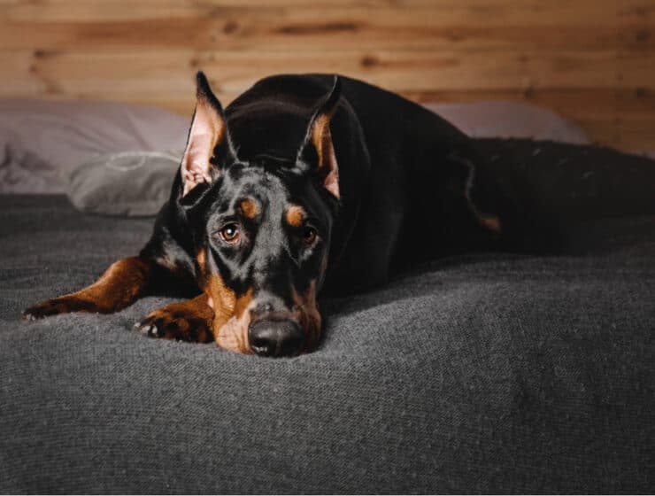 Can Dobermans Be Left Alone?