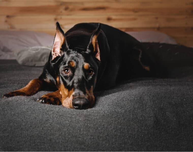 Can Dobermans Be Left Alone?