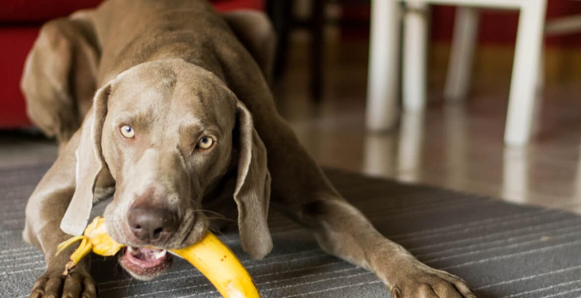 Can Dogs Eat Bananas?