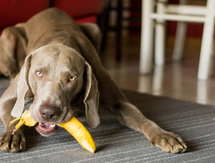 Can Dogs Eat Bananas?