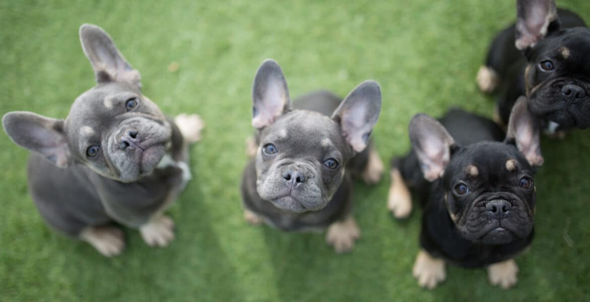 Can French Bulldogs Give Birth Naturally?