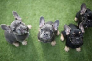 Can French Bulldogs Give Birth Naturally?