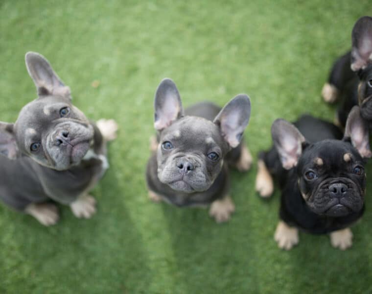 Can French Bulldogs Give Birth Naturally?