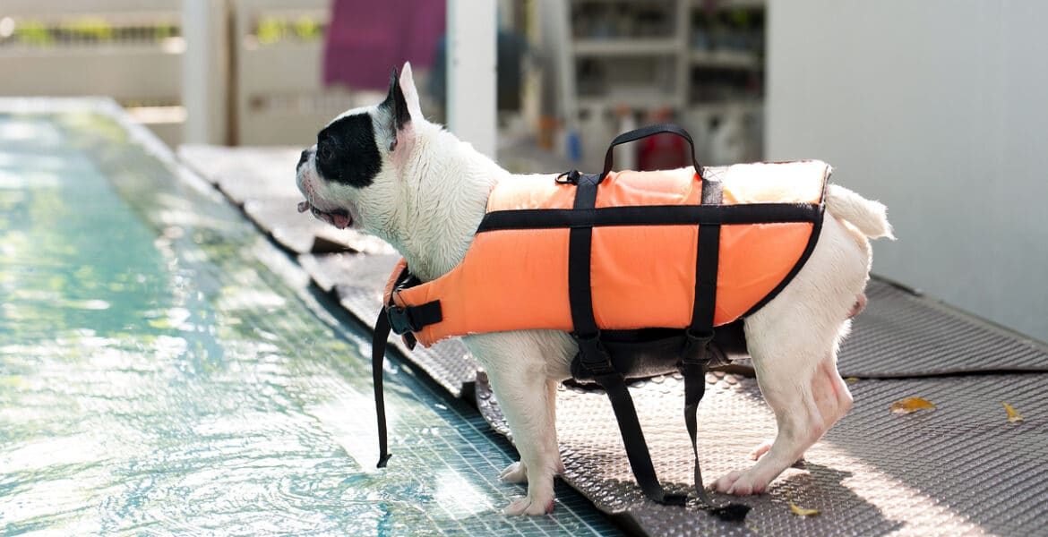 Can French Bulldogs Swim?