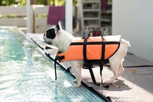 Can French Bulldogs Swim?