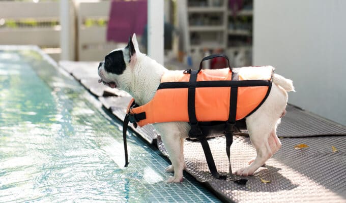 Can French Bulldogs Swim?