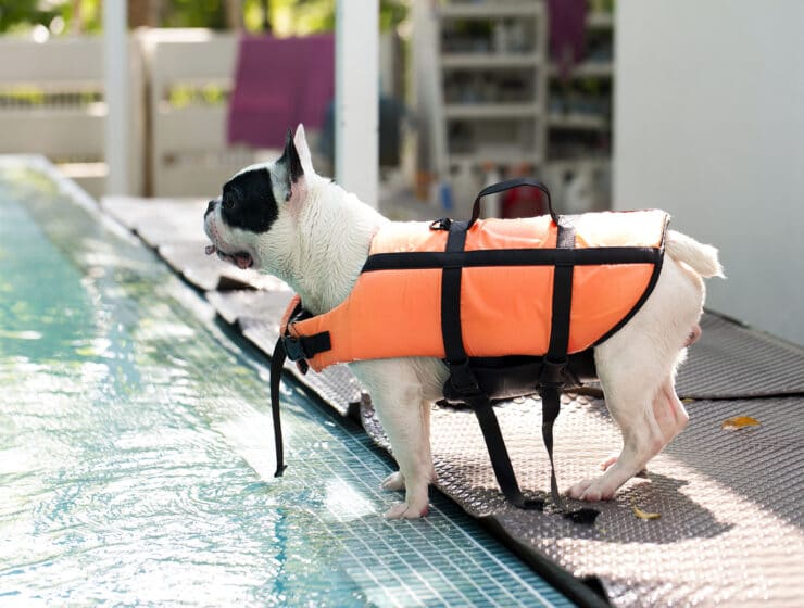 Can French Bulldogs Swim?