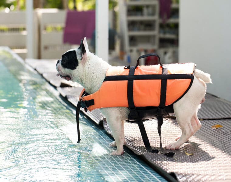 Can French Bulldogs Swim?