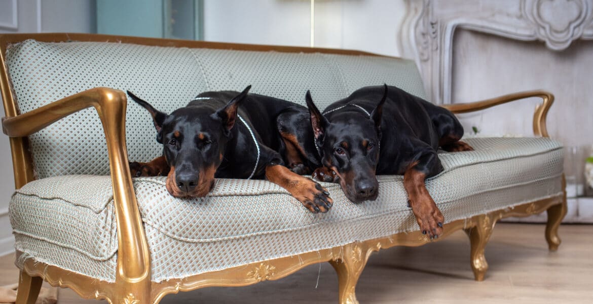 Do Dobermans Shed?