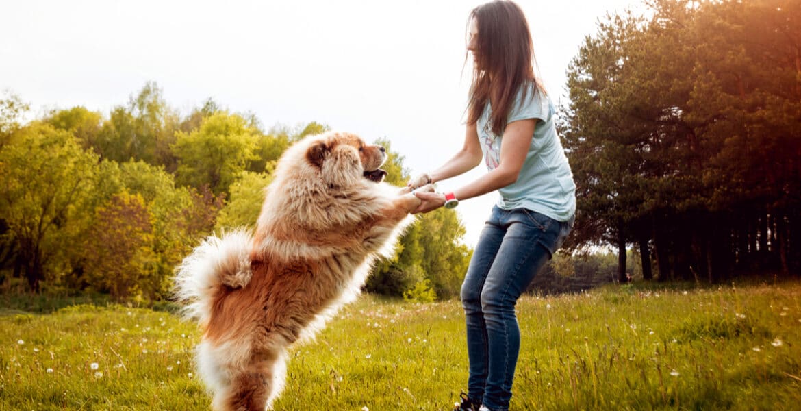 How Big Do Chow Chows Get?