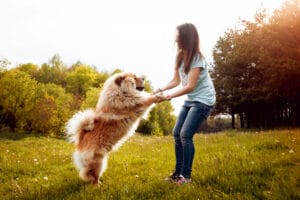 How Big Do Chow Chows Get?