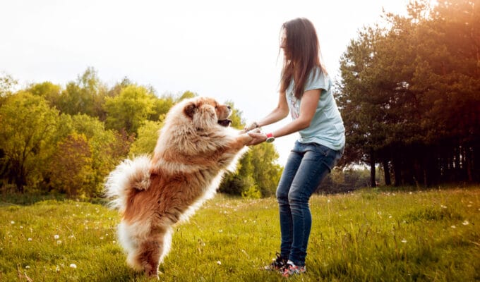 How Big Do Chow Chows Get?