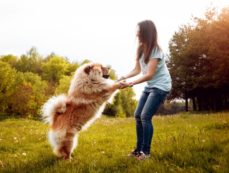 How Big Do Chow Chows Get?