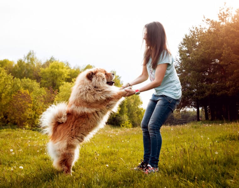 How Big Do Chow Chows Get?