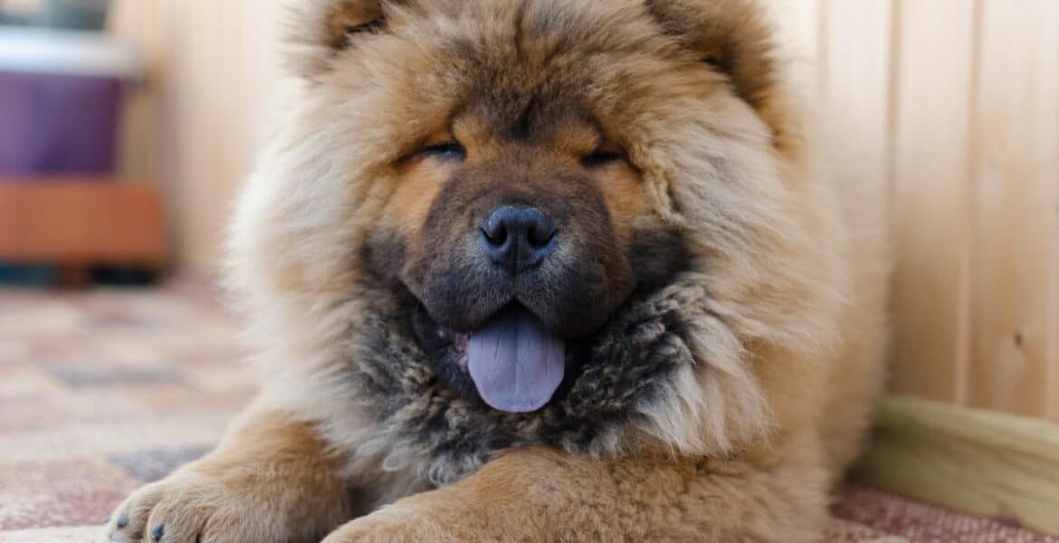 How Long Do Chow Chows Live?