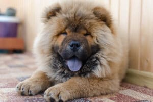 How Long Do Chow Chows Live?