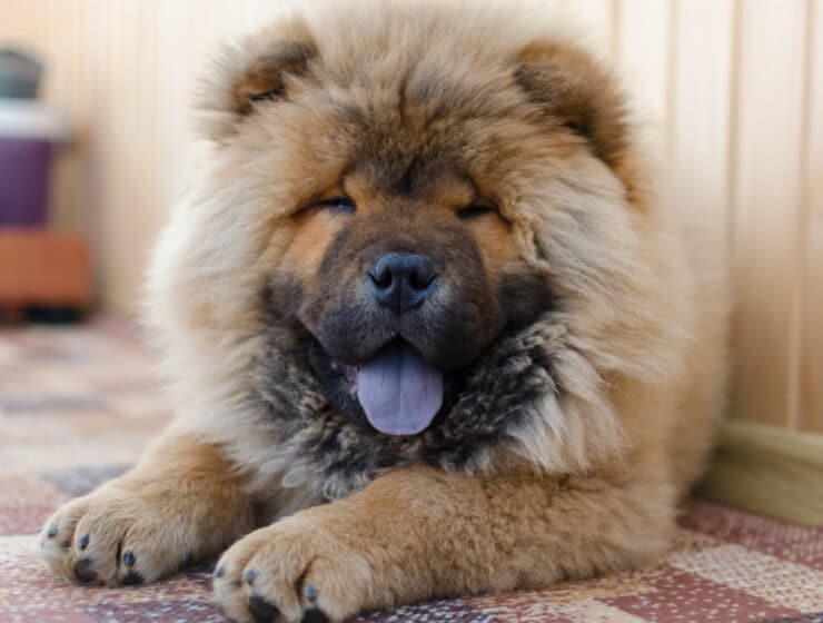 How Long Do Chow Chows Live?