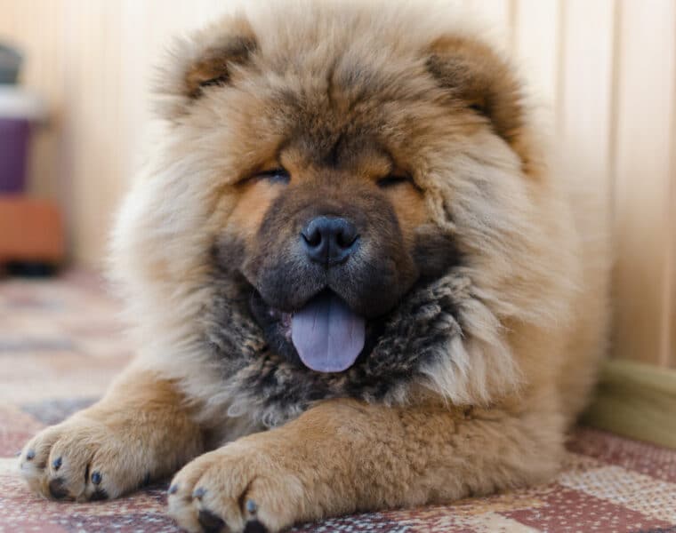 How Long Do Chow Chows Live?